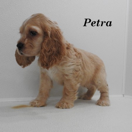 puppy, for, sale, Cocker Spaniel, Joe & Cherri  Overlease, dog, breeder, Miller, MO, dog-breeder, puppy-for-sale, forsale, nearby, find, puppyfind, locator, puppylocator, aca